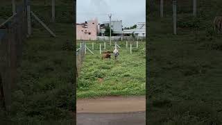 Eating Madu in the Grass | Feeding Cows