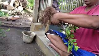 proses pecah batang bonsai kimeng