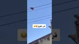 قرد كفو راعي فزعة هههههههاي