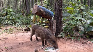 Best Quick Powerful Wild Pig Trap #shortvideo