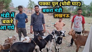 पक्का पुल बकरा मंडी |Bakra Eid Update |Mandi Rate |Bakra Mandi