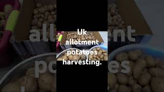 Harvesting potatoes in uk.