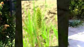 Foxtail: Simple and Edible Grain