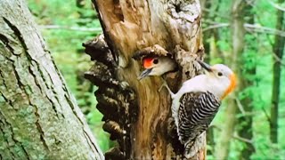 Red-bellied woodpecker, striking black and white pattern on its back, nests in softwood tree trunks