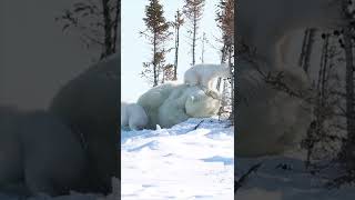 🐼💓mother love#baby #animals #animalslover #bear#short #shortsfeed #trending #viral #youtubeshorts#yt