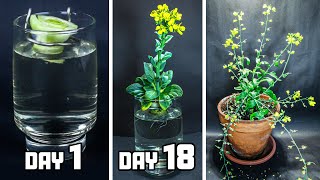 RE-growing Baby Bok Choy From Scrap To Flower (65 Days Time Lapse)