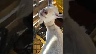 #goat #babygoats #farmlife #cat #animals #dog #puppy #funny #duet #pets