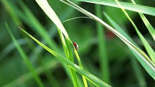 Bug Music, warm every corner of your heart with the power of insect music.