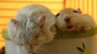 Sleepy Gerbils