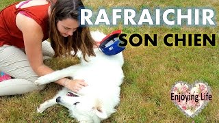 RAFRAÎCHIR SON CHIEN EN ÉTÉ!! ✿ Enjoying Life