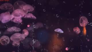 MEDITATION| JELLY FISH AQUARIUM MULTI-COLOR|ASMR| STUDY| SLEEP