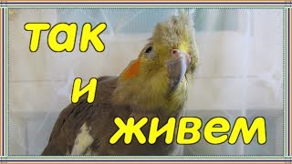 ПОЧЕМУ У МОИХ ПОПУГАЕВ НЕТ КОРМУШЕК.