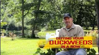 Getting Your Duckweeds In Order