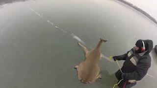 Hovercraft Deer Rescue