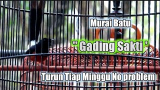 Murai Batu "Gading sakti" Turun tiap minggu msh kerja enak