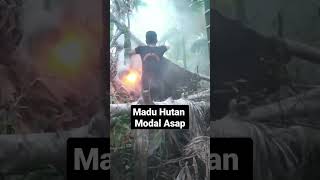 Panen Madu hutan tanpa pengaman #shorts #madu #madumurni #lebah #hutan