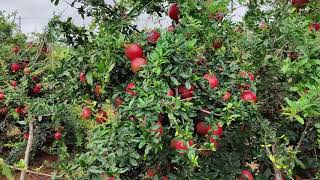 Pomegranate Orchard management and Harvest