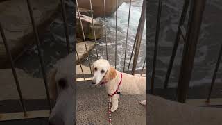 Bella the poodle watching the waves