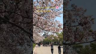 #OsakaCastle for your next #cherryblossom holiday in #Japan #travel #shorts #shortsviral