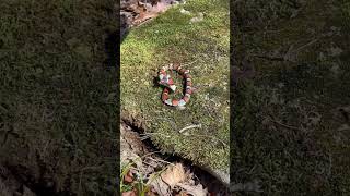 #shorts #reptile #lampropeltis  Photographing a Milksnake with @SnakesonthePlains in Oklahoma.