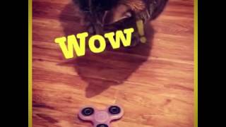 Fidget Spinner Cat Toy