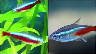 Neon tetra or Cardinal tetra? Neon tetra and cardinal tetra differences