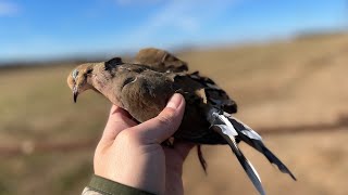 Thanksgiving Day Dove Hunt