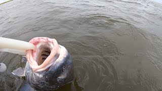 This is probably the heaviest fish I will ever weigh from a kayak.(Black Drum)