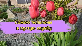 Сажаю луковичные в пустую клумбу! Осеннее цветение обриеты.