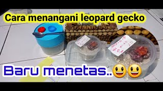 MENANGANI LEOPARD GECKO YANG BARU MENETAS