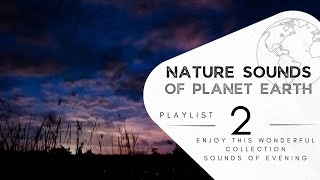 3 hours of pleasant natural sounds - Night forest Sleep in nature and stress relief.