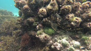 Snorkelling at Fly Point 02