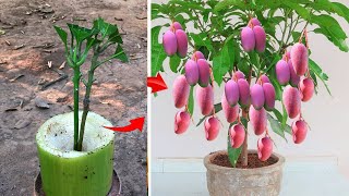 Grafting is a technique used to join two different types of plants together How to Mangoea