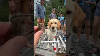 Dogs funny reaction to other creatures 😂🦞🐑🐸 #dog #shorts #funny #viral #comedy #short  #foryou