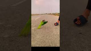 #youtubeshorts #viralvideo #viralshort #foryou #foryoupage #foryou #subscribemychannel #cuteparrot