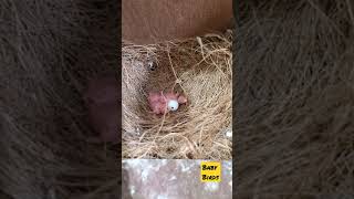 baby birds