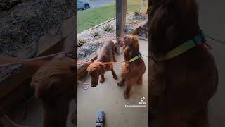 #irishsetter #maryland #minnesota #dogtaxi #pettransport #roadtrip #vanlife #fyp #foryou #viral #dog