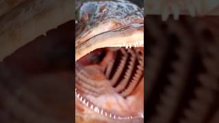 😱 😳 பெரிய கலாவா மீன் #viral #tamil #short #trending #support #fish #tamilstatus #fishing #subscribe