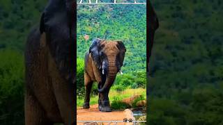 Elephant | Sound Wild Animals #shorts #wildlife #elephant