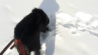 trying really old Huron style snow shoes . with rope for bindings