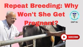 Repeat Breeding in Cattle and Buffalo: Causes and Cures