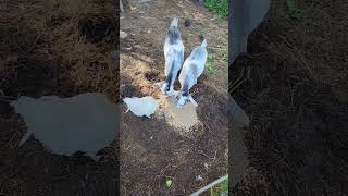 One of my chickens has decided she wants to live with the goats.