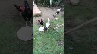 Ngasih Makan Ayam