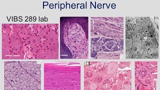 Medical School Histology Basics - Peripheral Nerve (shortened)