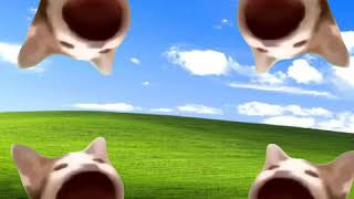 Pop Cat but it's Bass Boosted ft. Windows XP Wallpaper