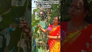 Thousand petal lotus from my home garden. How to care lotus and waterlily. How to grow lotus at home