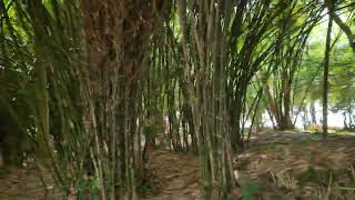 Video unik dan Tips- unik Wisata hutan bambu Balikpapan #bambu #wisata #hutan #balikpapan