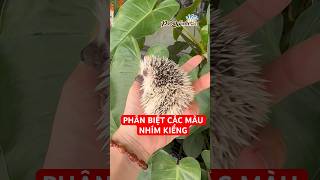 Nhím kiểng có những màu nào cả nhaf