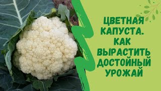 Цветная капуста. Как вырастить достойный урожай