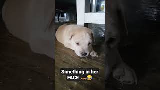 Something in her Face 🦗#shortsfeed #shortsvideo #doglover #viral #youtube #cute #trending #shorts